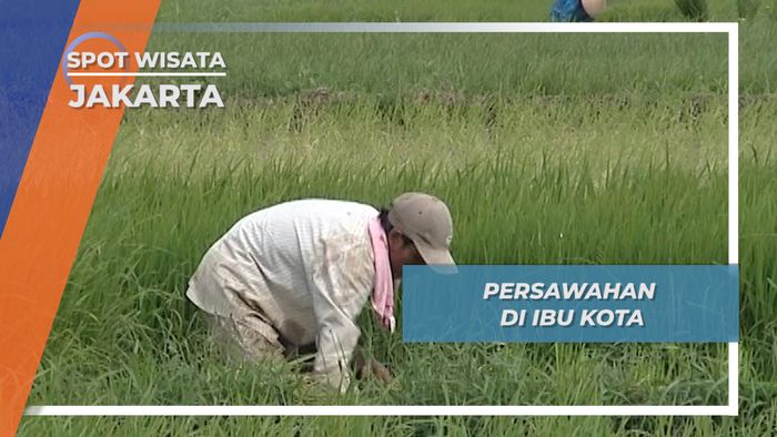 Persawahan yang Mulai Langka di Ibukota Jakarta