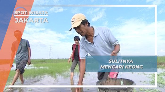 Keong, Hama yang Jadi Berkah Peternak Bebek, Jakarta