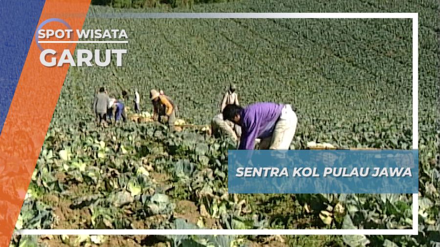 Dataran Tinggi Darajat Garut, Sentra Kol Jawa Barat