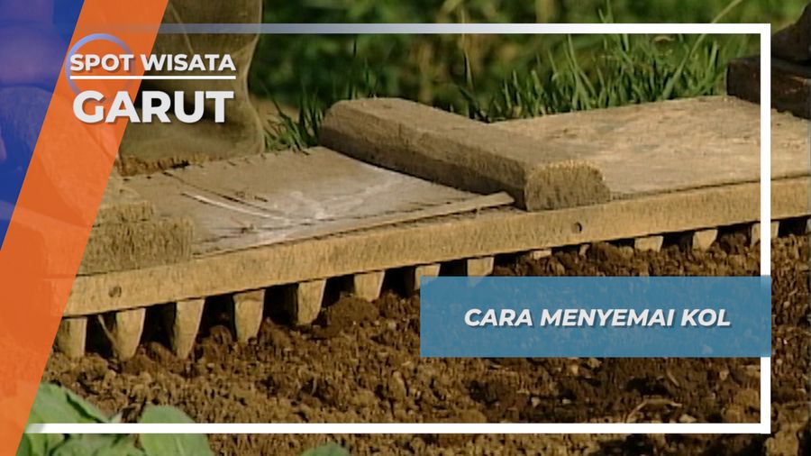 Cara Khusus Menyemai Kol Dataran Tinggi Darajat, Garut