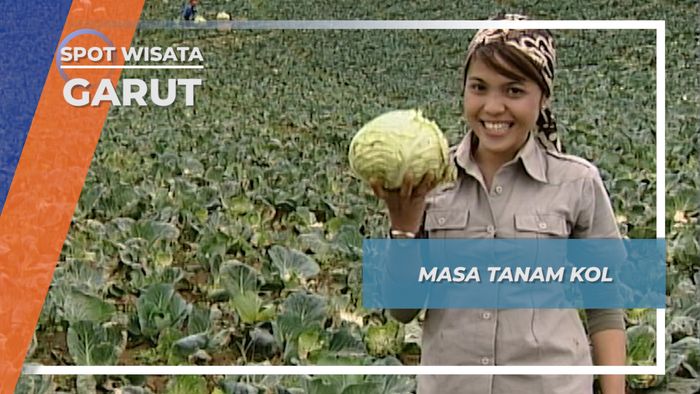 Masa Tanam dan Perpindahan Kebun Kol, Garut