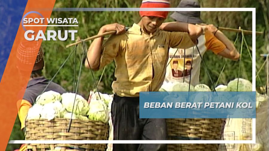 Rutinitas Angkat Berat Petani Kol, Garut