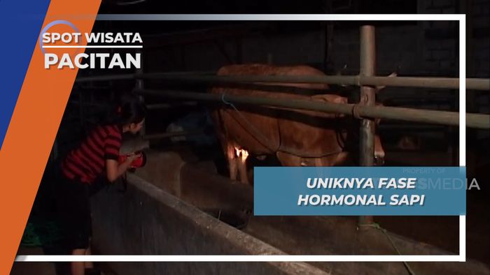 Lebih Singkat, Ternyata Fase Hormonal Sapi hanya 1 hari, Pacitan, Jawa timur