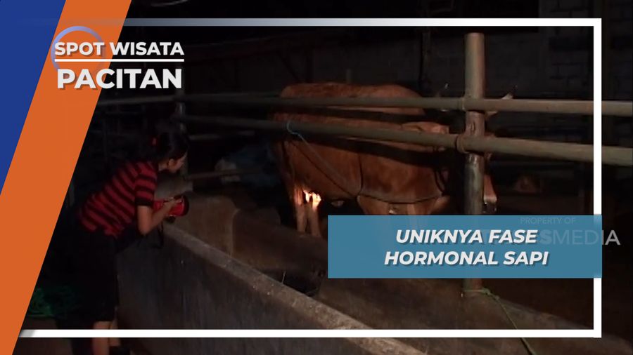 Lebih Singkat, Ternyata Fase Hormonal Sapi hanya 1 hari, Pacitan, Jawa timur