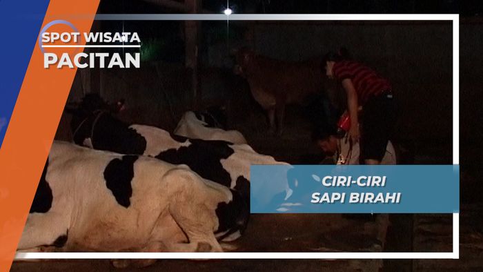 Begini Ciri Sapi yang Siap Untuk Dikawin Suntik, Pacitan, Jawa Timur