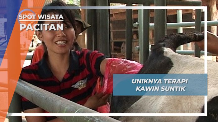Ternyata Terapi Kawin Suntik Sapi Lebih Berhasil, Pacitan, Jawa Timur
