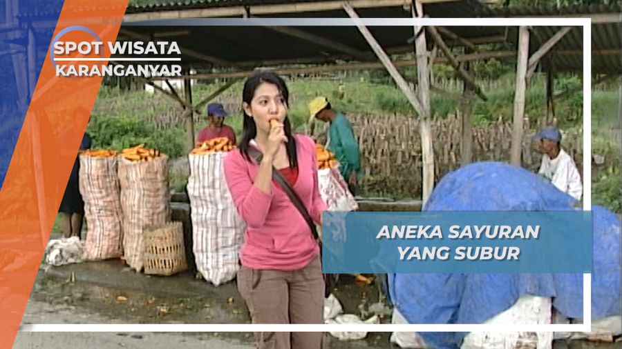 Wortel, Komoditas Unggulan Warga Lereng Gunung Lawu, Karanganyar, Jawa Tengah