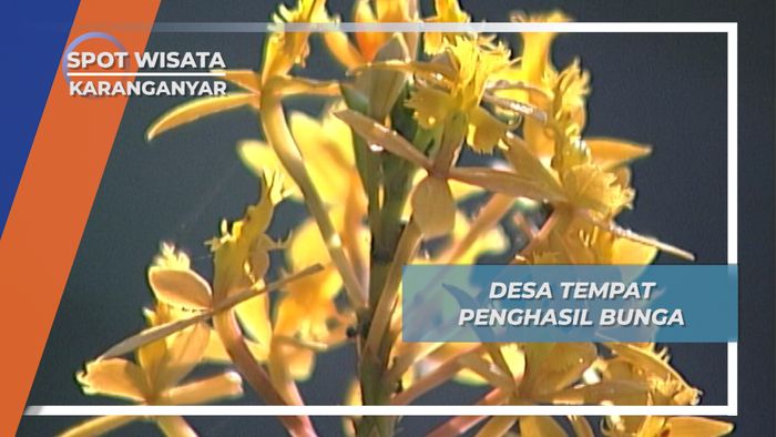 Ngulrah, Desa Wisata Pengahasil Bunga, Karanganyar, Jawa Tengah