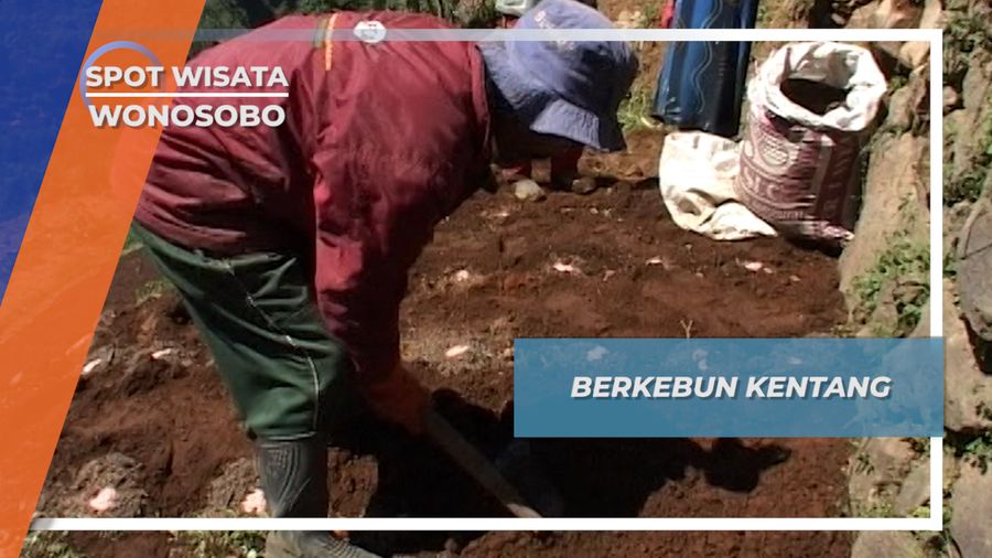 Beginilah Cara Masyarakat Dieng Menanam Kentang, Wonosobo, Jawa Tengah
