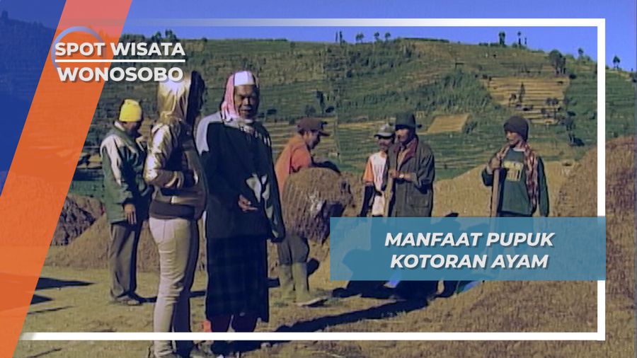 Sembungan Dieng Wonosobo, Desa Tertinggi Di Pulau Jawa Penghasil Pupuk Telek Ayam