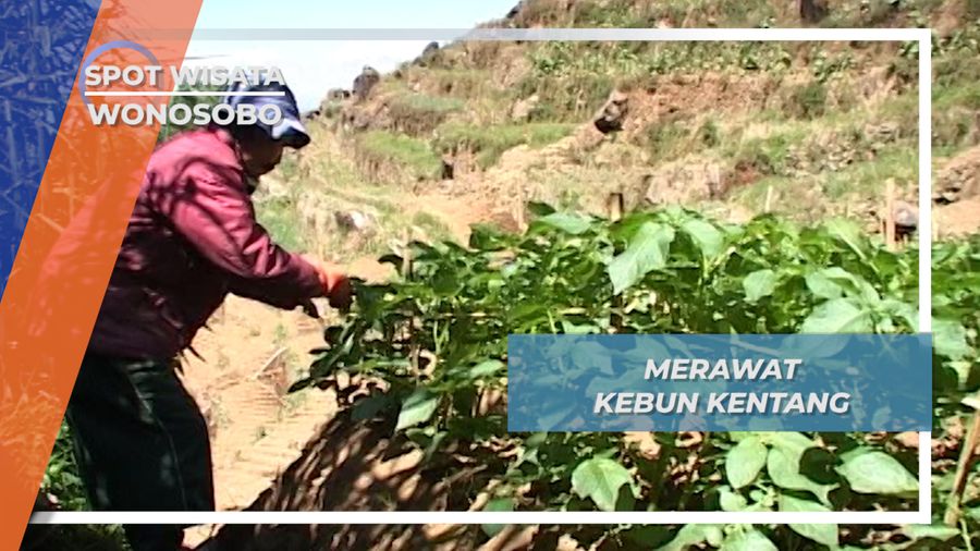 Berkebun Kentang Dataran Tinggi Dieng Wonosobo