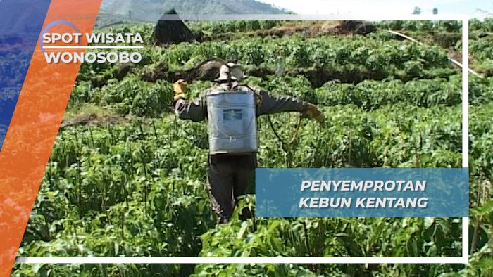 Waktu Yang Tepat Untuk Penyemprotan Hama Kentang Dataran Tinggi Dieng Wonosobo