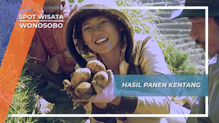 Panen Kentang Dataran Tinggi Dieng Wonosobo