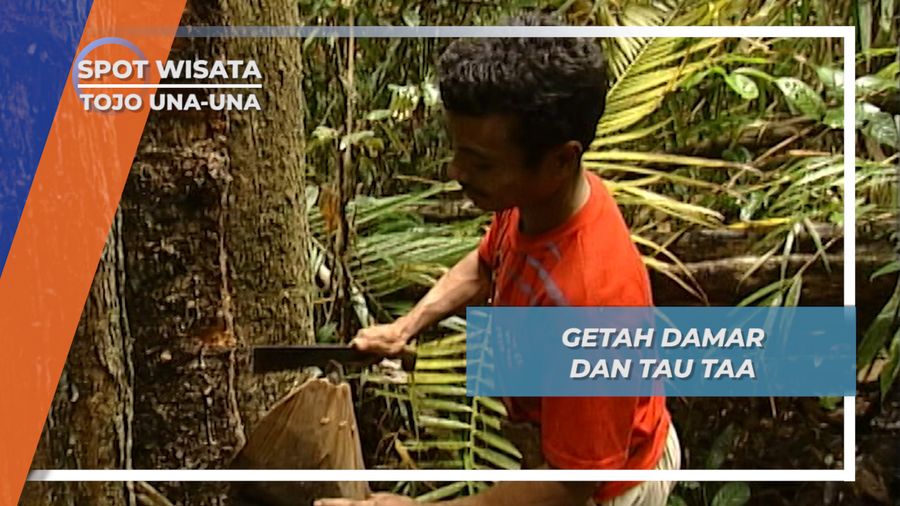 Memanfaatkan Getah Damar Untuk Kebutuhan Sehari-hari, Suku Tau Taa Wana, Tojo Una-una