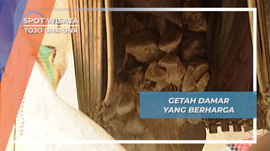 Getah Damar yang Bernilai Ekonomis, Mata Pencaharian Suku Tau Taa Wana, Tojo Una-una