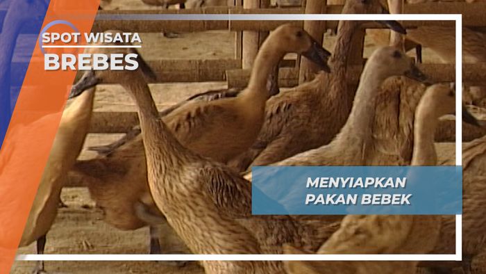Menyiapkan Pakan Untuk Ribuan Bebek Kampung Kecolotan, Gandasuli, Brebes