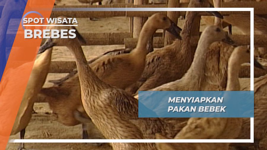 Menyiapkan Pakan Untuk Ribuan Bebek Kampung Kecolotan, Gandasuli, Brebes