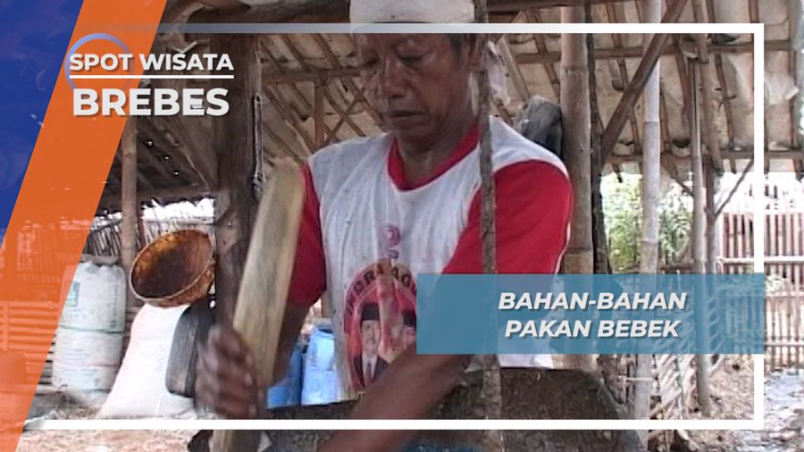  Ikan, Pakan Penting Untuk Mendorong Bebek Bertelur, Kampung Kecolotan, Gandasuli, Brebes