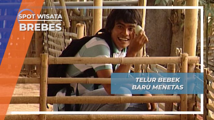 Mencari Telur Bebek yang Baru Menetas, Kampung Kecolotan, Gandasuli, Brebes