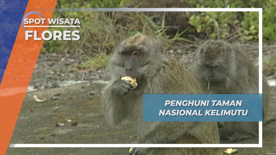 Cara Memanggil Kera Ekor Panjang Penghuni Taman Nasional Kelimutu, Flores