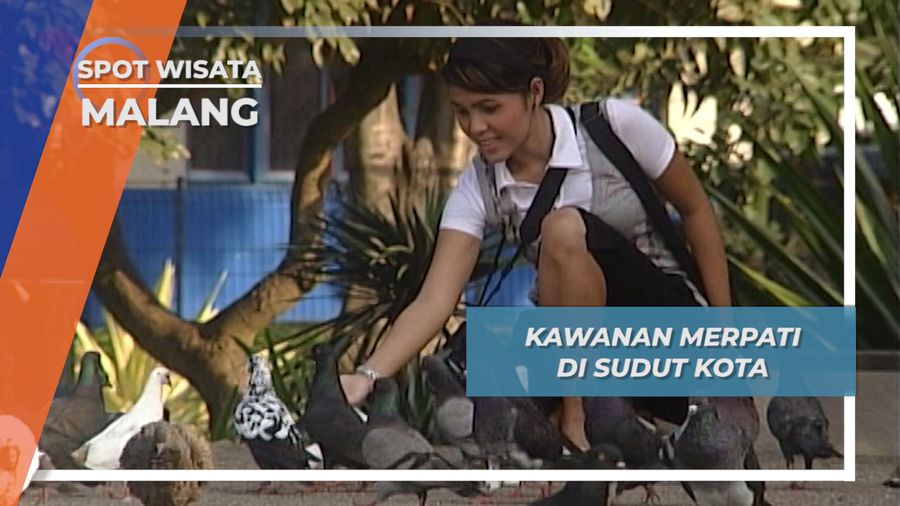 Ratusan Merpati Alun-alun Kota Malang, Hukuman Penjara Bagi Yang Mengganggu 