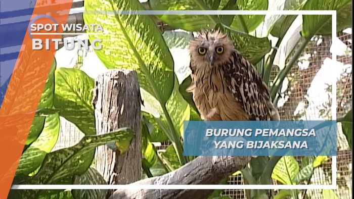 Pemangsa Malam Nan Bijak Berwajah Seram Dari Bitung Sulawesi Utara