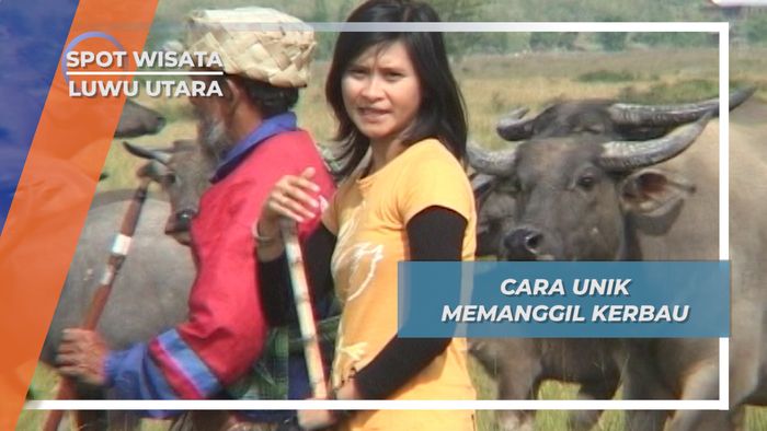 Cara Unik Memanggil Kerbau, Luwu Utara, Sulawesi Selatan