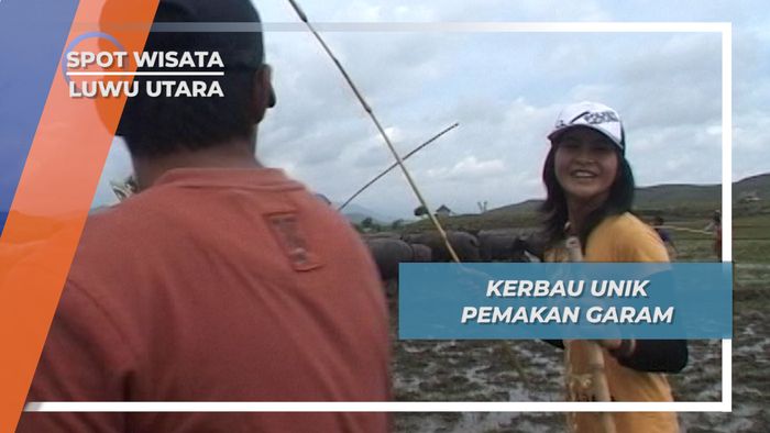 Kerbau Unik Pemakan Garam, Luwu Utara, Sulawesi Selatan