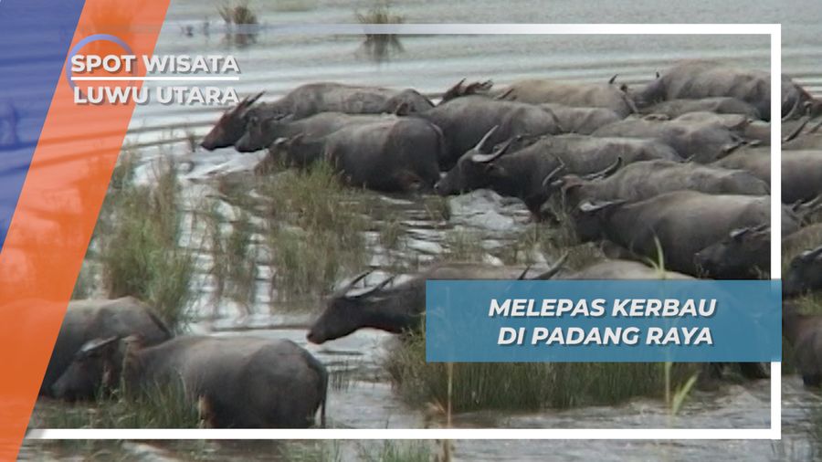 150 Kerbau Disewa Untuk Membajak Sawah Di Padang Raya, Luwu Utara, Sulawesi Selatan
