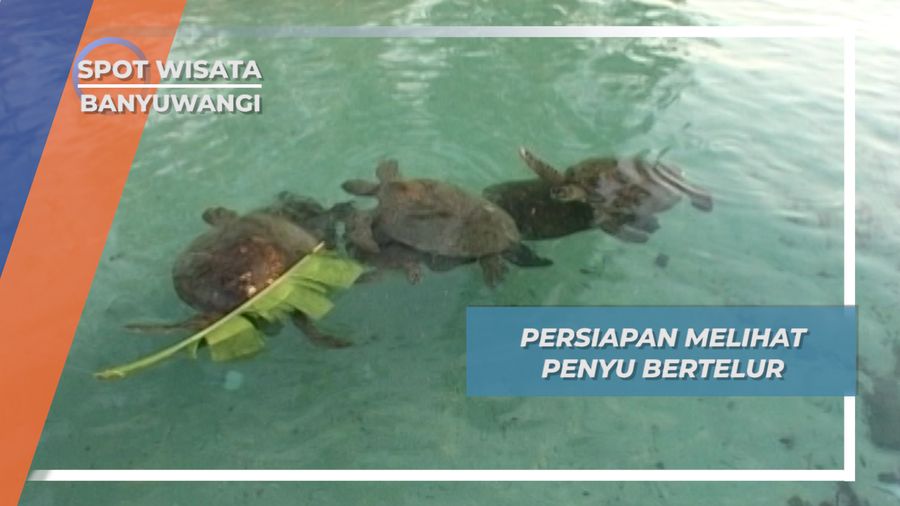 Persiapan Melihat Penyu Bertelur, Banyuwangi