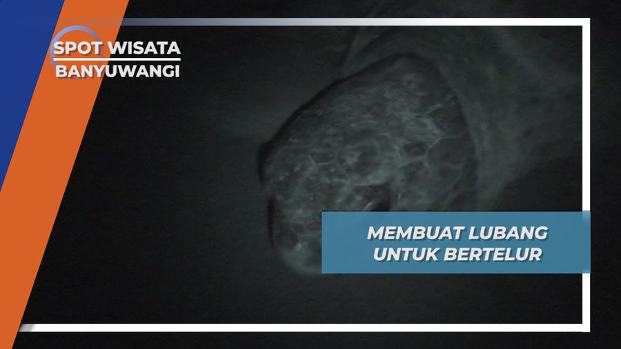 Harus di Tempat yang Aman, Penyu Baru Mau Bertelur, Banyuwangi