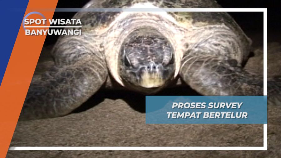 Ternyata Sebelum Bertelur Penyu Survey Tempat Dahulu, Banyuwangi