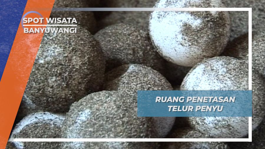 Ruang Penetasan Telur Penyu, Banyuwangi