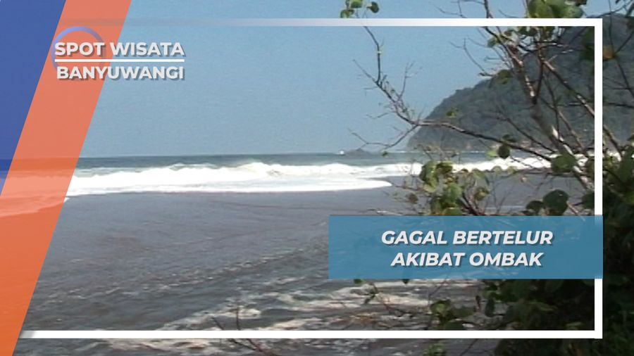 Tanah Pantai yang Basah Membuat Penyu Enggan Bertelur, Banyuwangi