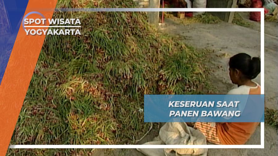 Bawang Merah Desa Sono Yogyakarta, Bawang Unggul yang Paling Merah