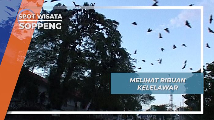 Ribuan Kelelawar Penjaga Malam Kota Soppeng Sulawesi Selatan  