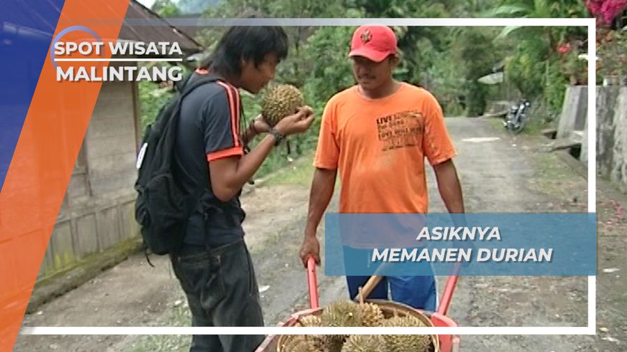 Koto Malintang Agam Danau Maninjau, Sentra Penghasil Durian Minangkabau