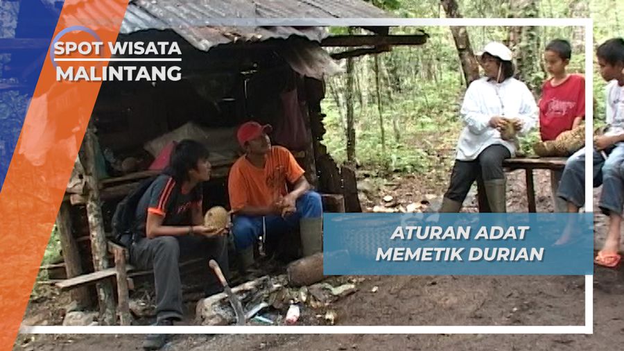 Aturan Adat Memetik Durian Koto Malintang Agam Sumatera Barat