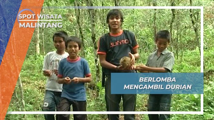 Tradisi Malangge Durian, Budaya Berbagi Koto Malintang Agam Sumatera Barat