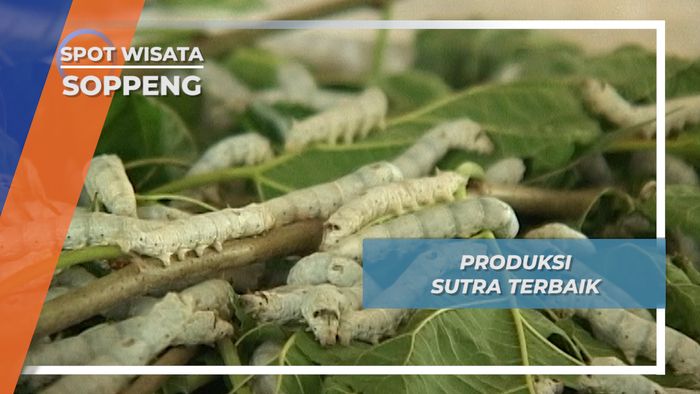 Produksi Sutra Terbaik ada di Soppeng