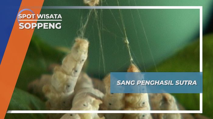 Sang Ulat Sutra Soppeng Sulawesi Selatan 