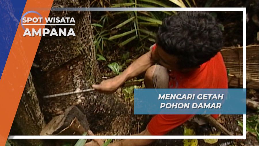 Mencari Getah Damar Hutan Balingara Tojo Una-Una Sulawesi Tengah