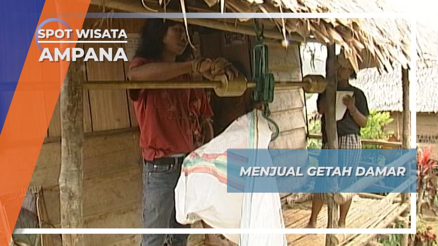 Menjual Getah Damar, Jalan Kaki Satu Hari ke Kota Ampana Tojo Una-Una Sulawesi Tengah