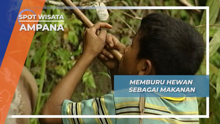 Suku Taa Berburu Hewan Untuk Sekedar Makan Siang, Hutan Balingara Sulawesi Tengah