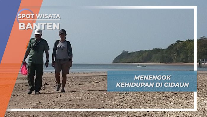 Kehidupan Satwa Liar Cidaun Ujung Kulon Banten