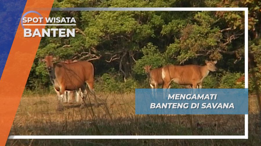 Mengamati Banteng Pantat Putih dari Menara Savana Pengembalaan Cidaun Ujung Kulon