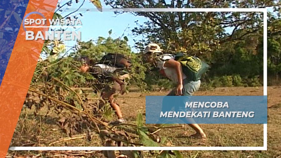 Merayap Mengamati dari Dekat Banteng Pantat Putih Savana Cidaun Ujung Kulon