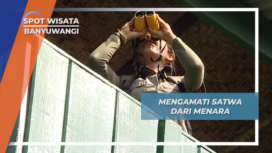 Banteng Jawa, Objek Menarik Pos Pantau Ssadengan Alas Purwo Banyuwangi