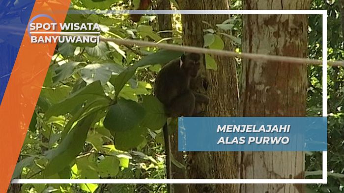 Menjelajahi Taman Nasional Alas Purwo Banyuwangi  