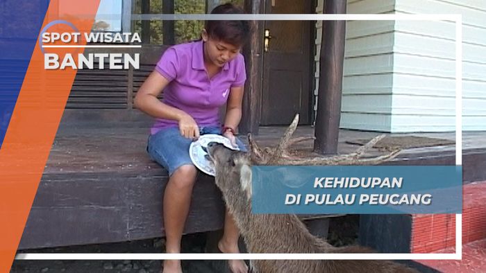 Rusa Manis dan Kera Ekor Panjang Pulau Peucang, Banten, Sahabat Sarapan Pagi